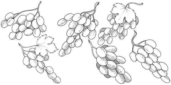 Üzüm sağlıklı gıda izole bir vektör tarzı. Meyve tam adı: üzüm. Vektör arka plan, doku, sarıcı desen veya menü yabani meyve.