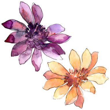 Renkli güller. Botanik çiçek. İzole illüstrasyon öğesi. Arka plan, doku, sarıcı desen, çerçeve veya kenarlık için Aquarelle kır çiçeği.