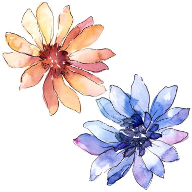 Renkli güller. Botanik çiçek. İzole illüstrasyon öğesi. Arka plan, doku, sarıcı desen, çerçeve veya kenarlık için Aquarelle kır çiçeği.