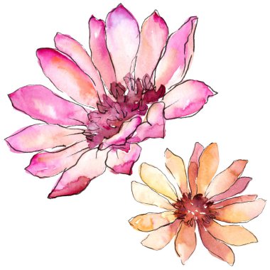 Renkli güller. Botanik çiçek. İzole illüstrasyon öğesi. Arka plan, doku, sarıcı desen, çerçeve veya kenarlık için Aquarelle kır çiçeği.