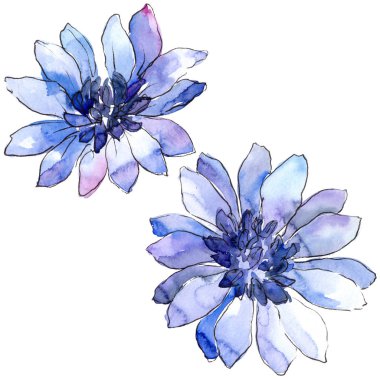 Mavi güller. Botanik çiçek. İzole illüstrasyon öğesi. Arka plan, doku, sarıcı desen, çerçeve veya kenarlık için Aquarelle kır çiçeği.