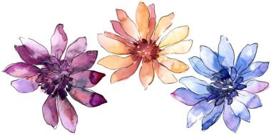 Renkli güller. Botanik çiçek. İzole illüstrasyon öğesi. Arka plan, doku, sarıcı desen, çerçeve veya kenarlık için Aquarelle kır çiçeği.