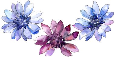 Renkli güller. Botanik çiçek. İzole illüstrasyon öğesi. Arka plan, doku, sarıcı desen, çerçeve veya kenarlık için Aquarelle kır çiçeği.