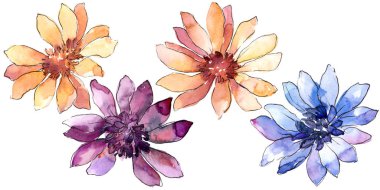 Renkli güller. Botanik çiçek. İzole illüstrasyon öğesi. Arka plan, doku, sarıcı desen, çerçeve veya kenarlık için Aquarelle kır çiçeği.