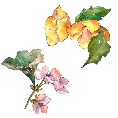 Pembe ve sarı gardania çiçek. Botanik çiçek. İzole illüstrasyon öğesi.