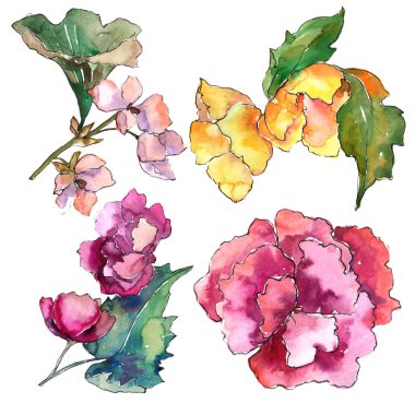 Pembe ve sarı gardania çiçek. Botanik çiçek. İzole illüstrasyon öğesi.