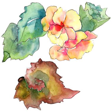 Turuncu gardania çiçek. Botanik çiçek. İzole illüstrasyon öğesi.