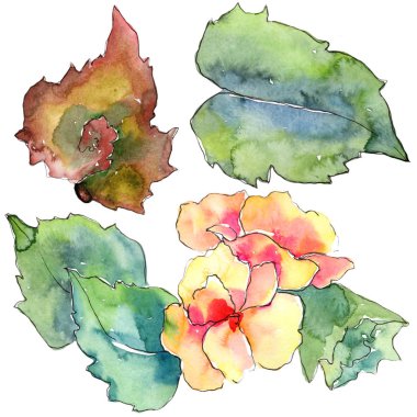 Turuncu gardania çiçek. Botanik çiçek. İzole illüstrasyon öğesi.