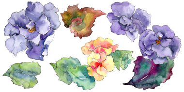 Mor ve turuncu gardania çiçek. Botanik çiçek. İzole illüstrasyon öğesi.