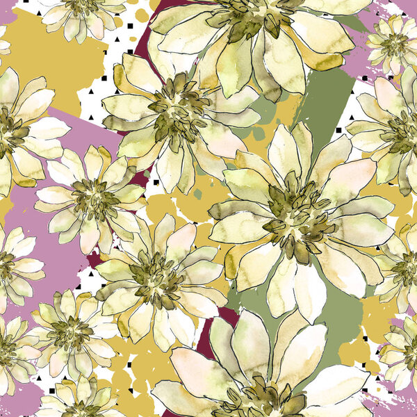 Красочная африканская маргаритка. Цветочный ботанический цветок.
.