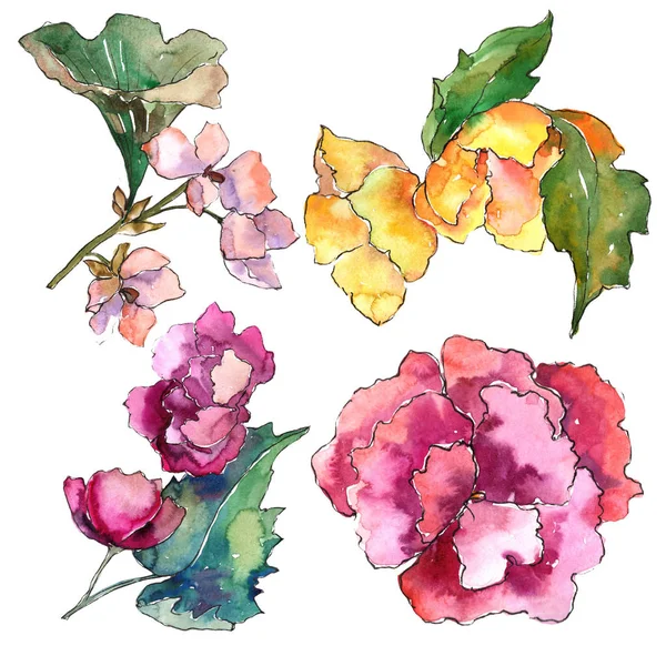 Gardania ροζ και κίτρινο λουλούδι. Floral βοτανικό λουλούδι. Απομονωμένη εικονογράφηση στοιχείο. — Φωτογραφία Αρχείου