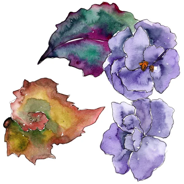 Flor púrpura gardania. Flor botánica floral. Elemento ilustrativo aislado . — Foto de Stock