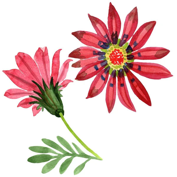 Rode gazania bloem. Floral botanische bloem. Geïsoleerde afbeelding element. — Stockfoto