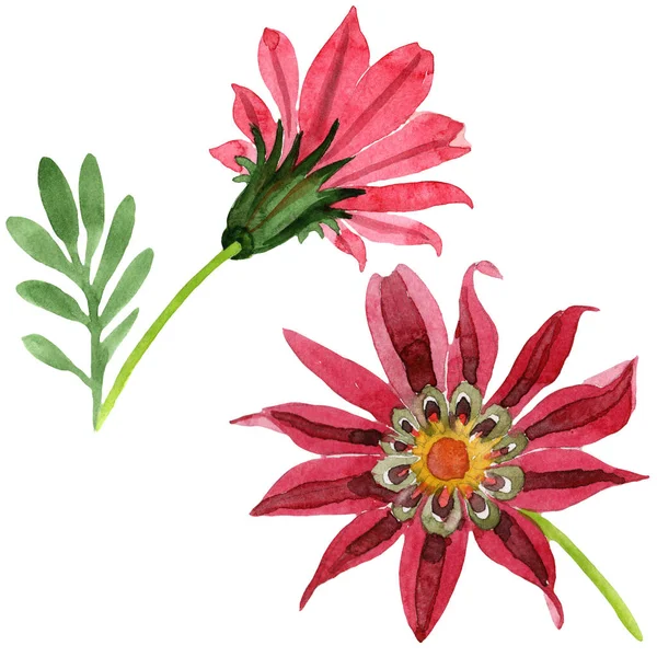 Rode gazania bloem. Floral botanische bloem. Geïsoleerde afbeelding element. — Stockfoto