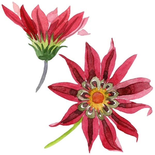 Floare de gazania roşie. Flori botanice florale. Element izolat de ilustrație . — Fotografie, imagine de stoc