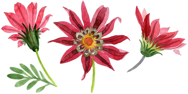 Gazánie červený květ. Květinové botanické květin. Izolované ilustrace prvek. — Stock fotografie