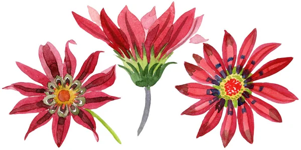 Röd gazania blomma. Blommig botaniska blomma. Isolerade illustration element. — Stockfoto