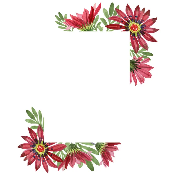 Fiore di gazania rossa. Fiore botanico floreale. Quadrato ornamento bordo cornice . — Foto Stock