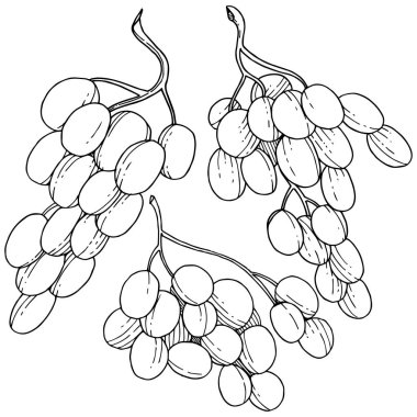 Üzüm sağlıklı gıda izole bir vektör tarzı. Meyve tam adı: üzüm. Vektör arka plan, doku, sarıcı desen veya menü yabani meyve.
