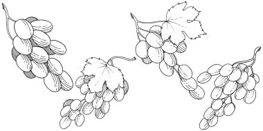 Üzüm sağlıklı gıda izole bir vektör tarzı. Meyve tam adı: üzüm. Vektör arka plan, doku, sarıcı desen veya menü yabani meyve.