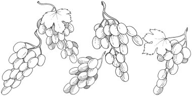 Üzüm sağlıklı gıda izole bir vektör tarzı. Meyve tam adı: üzüm. Vektör arka plan, doku, sarıcı desen veya menü yabani meyve.