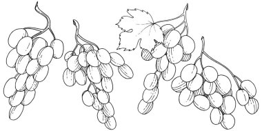 Üzüm sağlıklı gıda izole bir vektör tarzı. Meyve tam adı: üzüm. Vektör arka plan, doku, sarıcı desen veya menü yabani meyve.