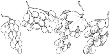 Üzüm sağlıklı gıda izole bir vektör tarzı. Meyve tam adı: üzüm. Vektör arka plan, doku, sarıcı desen veya menü yabani meyve.