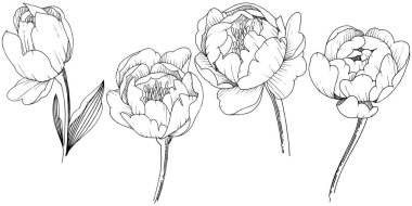 Kır çiçeği şakayık izole bir vektör tarzı. Bitki tam adı: şakayık. Arka plan, doku, sarıcı desen, çerçeve veya kenarlık için vektör çiçek.