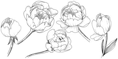 Kır çiçeği şakayık izole bir vektör tarzı. Bitki tam adı: şakayık. Arka plan, doku, sarıcı desen, çerçeve veya kenarlık için vektör çiçek.