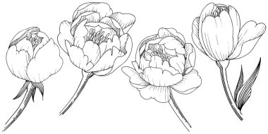 Kır çiçeği şakayık izole bir vektör tarzı. Bitki tam adı: şakayık. Arka plan, doku, sarıcı desen, çerçeve veya kenarlık için vektör çiçek.