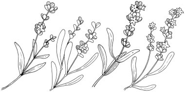 Çiçek lavanta izole bir vektör tarzı. Bitki tam adı: lavanta. Arka plan, doku, sarıcı desen, çerçeve veya kenarlık için vektör çiçek.