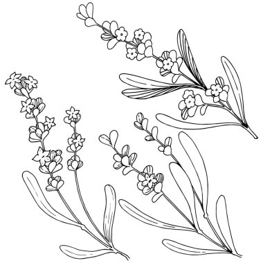 Çiçek lavanta izole bir vektör tarzı. Bitki tam adı: lavanta. Arka plan, doku, sarıcı desen, çerçeve veya kenarlık için vektör çiçek.