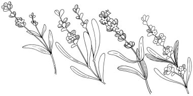 Çiçek lavanta izole bir vektör tarzı. Bitki tam adı: lavanta. Arka plan, doku, sarıcı desen, çerçeve veya kenarlık için vektör çiçek.