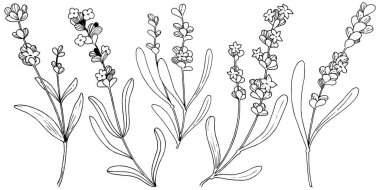 Çiçek lavanta izole bir vektör tarzı. Bitki tam adı: lavanta. Arka plan, doku, sarıcı desen, çerçeve veya kenarlık için vektör çiçek.