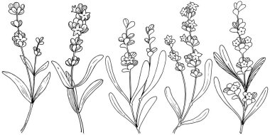 Çiçek lavanta izole bir vektör tarzı. Bitki tam adı: lavanta. Arka plan, doku, sarıcı desen, çerçeve veya kenarlık için vektör çiçek.