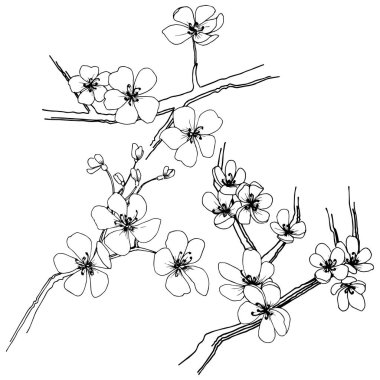 Sakura izole bir vektör tarzı. Bitki tam adı: sakura. Arka plan, doku, sarıcı desen, çerçeve veya kenarlık için vektör çiçek.