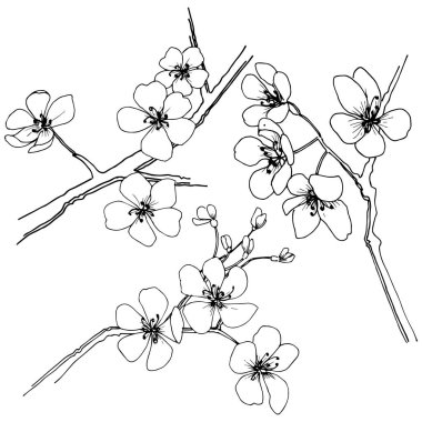 Sakura izole bir vektör tarzı. Bitki tam adı: sakura. Arka plan, doku, sarıcı desen, çerçeve veya kenarlık için vektör çiçek.