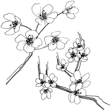 Sakura izole bir vektör tarzı. Bitki tam adı: sakura. Arka plan, doku, sarıcı desen, çerçeve veya kenarlık için vektör çiçek.