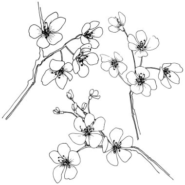 Sakura izole bir vektör tarzı. Bitki tam adı: sakura. Arka plan, doku, sarıcı desen, çerçeve veya kenarlık için vektör çiçek.