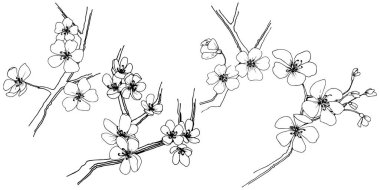 Sakura izole bir vektör tarzı. Bitki tam adı: sakura. Arka plan, doku, sarıcı desen, çerçeve veya kenarlık için vektör çiçek.