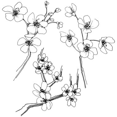 Sakura izole bir vektör tarzı. Bitki tam adı: sakura. Arka plan, doku, sarıcı desen, çerçeve veya kenarlık için vektör çiçek.