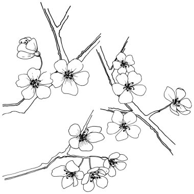 Sakura izole bir vektör tarzı. Bitki tam adı: sakura. Arka plan, doku, sarıcı desen, çerçeve veya kenarlık için vektör çiçek.