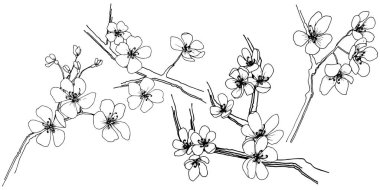 Sakura izole bir vektör tarzı. Bitki tam adı: sakura. Arka plan, doku, sarıcı desen, çerçeve veya kenarlık için vektör çiçek.