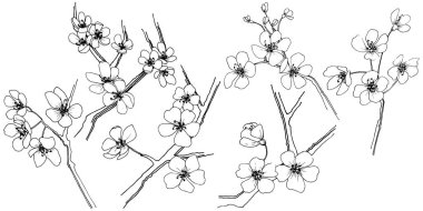 Sakura izole bir vektör tarzı. Bitki tam adı: sakura. Arka plan, doku, sarıcı desen, çerçeve veya kenarlık için vektör çiçek.