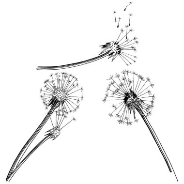 Kır çiçeği izole bir vektör tarzda karahindiba. Bitki tam adı: karahindiba. Arka plan, doku, sarıcı desen, çerçeve veya kenarlık için vektör çiçek.