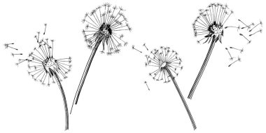 Kır çiçeği izole bir vektör tarzda karahindiba. Bitki tam adı: karahindiba. Arka plan, doku, sarıcı desen, çerçeve veya kenarlık için vektör çiçek.