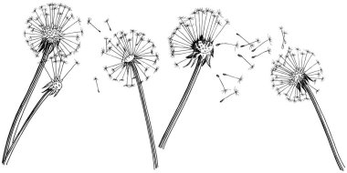 Kır çiçeği izole bir vektör tarzda karahindiba. Bitki tam adı: karahindiba. Arka plan, doku, sarıcı desen, çerçeve veya kenarlık için vektör çiçek.