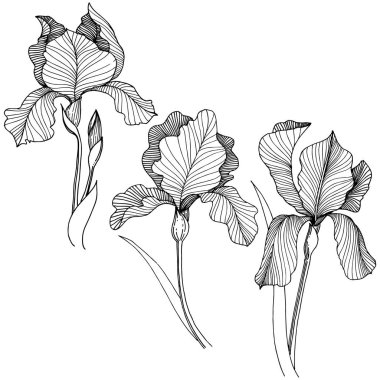Irise çiçek izole bir vektör tarzı. Bitki tam adı: iris. Arka plan, doku, sarıcı desen, çerçeve veya kenarlık için vektör çiçek.