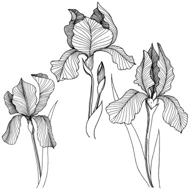 Irise çiçek izole bir vektör tarzı. Bitki tam adı: iris. Arka plan, doku, sarıcı desen, çerçeve veya kenarlık için vektör çiçek.