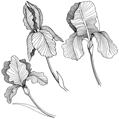 Irise çiçek izole bir vektör tarzı. Bitki tam adı: iris. Arka plan, doku, sarıcı desen, çerçeve veya kenarlık için vektör çiçek.